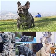kilo available Bulldog puppy located in Los Angeles